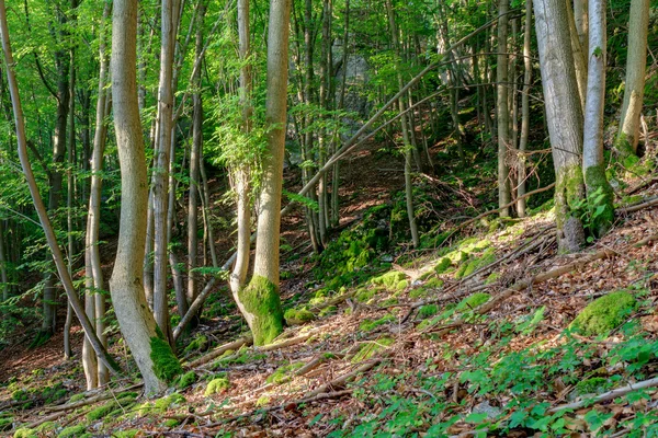 Bayerska sommaren Forrest — Stockfoto