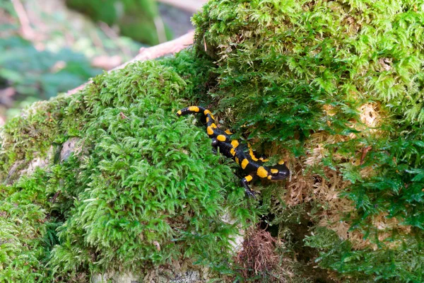 Svart gul fläckig brand Salamander djurlivet i skogen — Stockfoto
