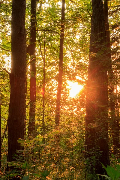 Βαυαρικό δάσος καλοκαίρι — Φωτογραφία Αρχείου