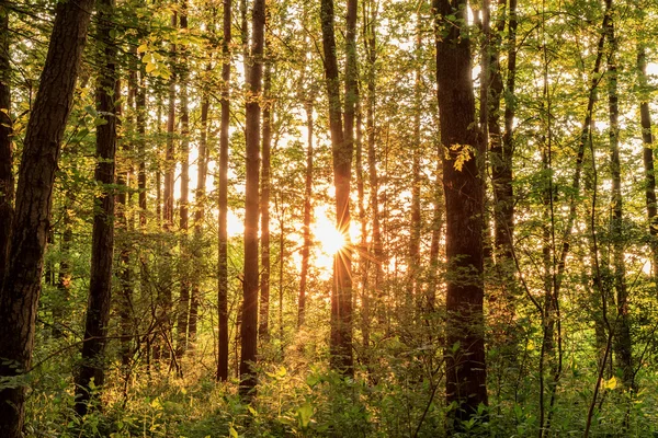 Bosque de verano bávaro — Foto de Stock