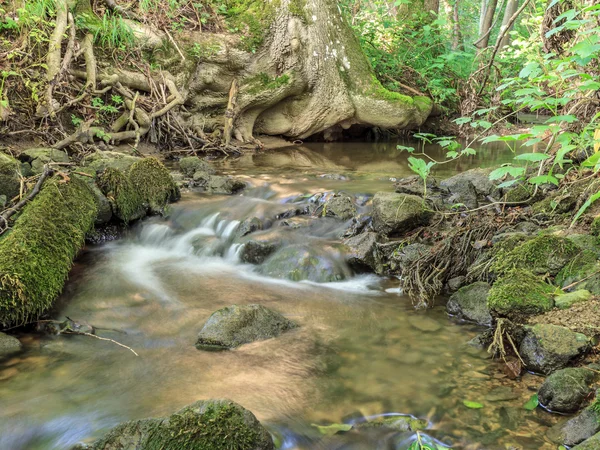 Beierse zomer Forrest — Stockfoto