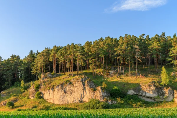 Terreno roccioso — Foto Stock