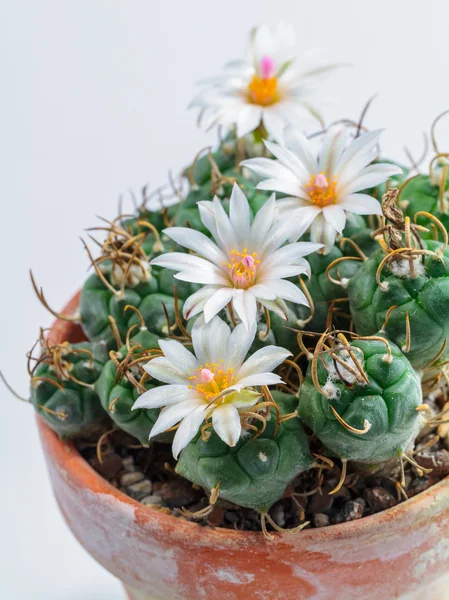 Blooming Cactus — Stock Photo, Image