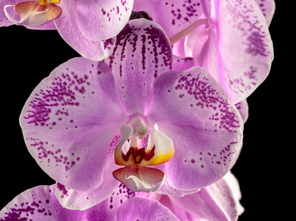 Orquídea isolada — Fotografia de Stock