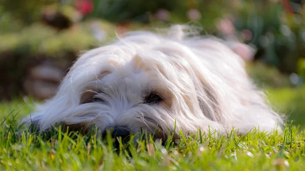 庭で白い犬 — ストック写真