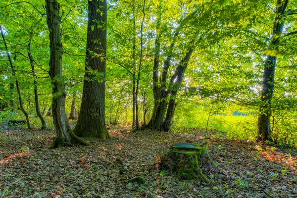 Bavorská letní Forrest — Stock fotografie