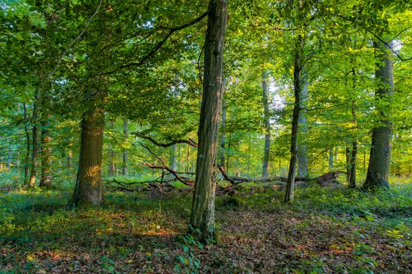 Bawarskie lato Forrest — Zdjęcie stockowe