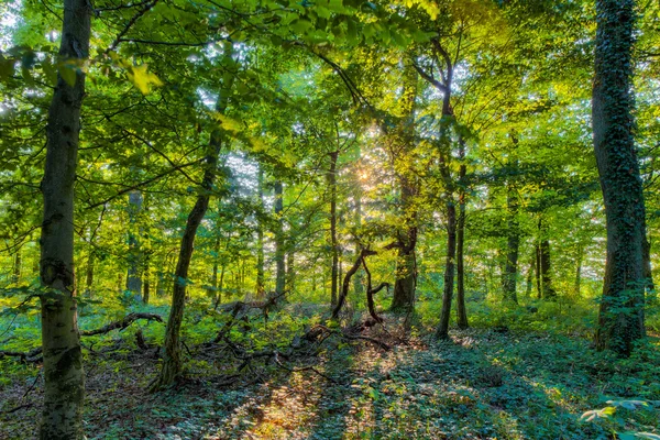 Forêt estivale bavaroise — Photo