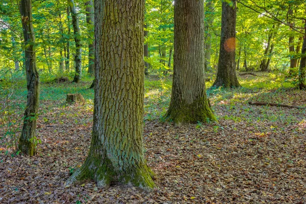 Bavyera yaz Forrest — Stok fotoğraf