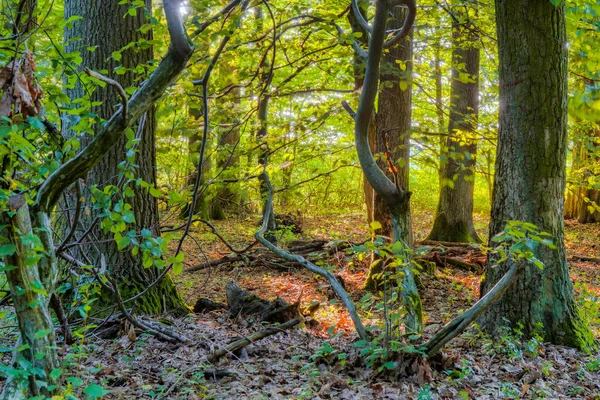 Bayerischer Sommerwald — Stockfoto