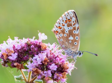 Bürümcük kanatlı kelebek