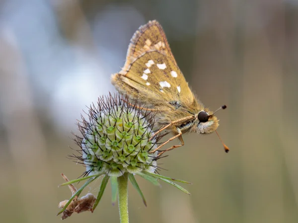 Gossamer Winged Butterfly — Stock Photo, Image