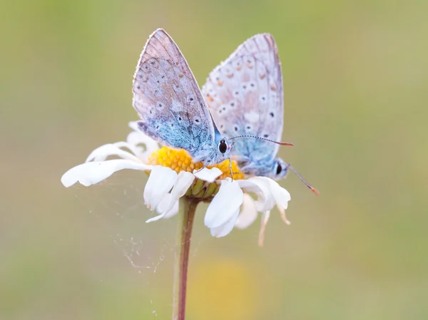 Borboleta alada gossamer — Fotografia de Stock