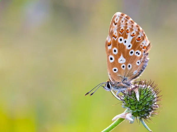 Gossamer papillon ailé — Photo