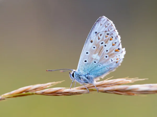 Gossamer Winged Butterfly — Stock Photo, Image