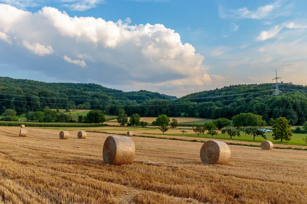 Paisagem do pôr do sol do verão do campo — Fotografia de Stock