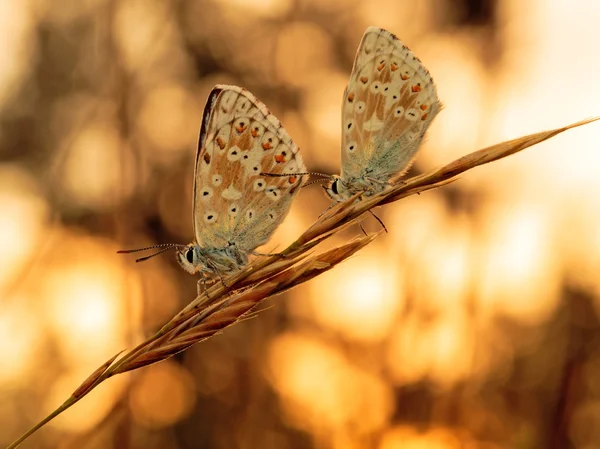 Gossamer Winged Butterfly — Stock Photo, Image