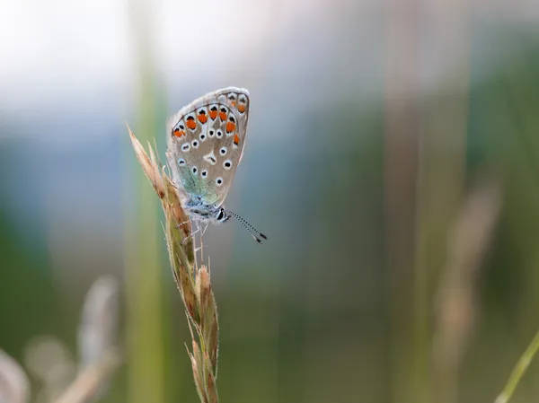 Tenoučké okřídlený motýl — Stock fotografie