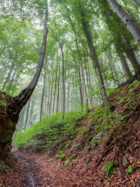 Sisli yaz Forrest