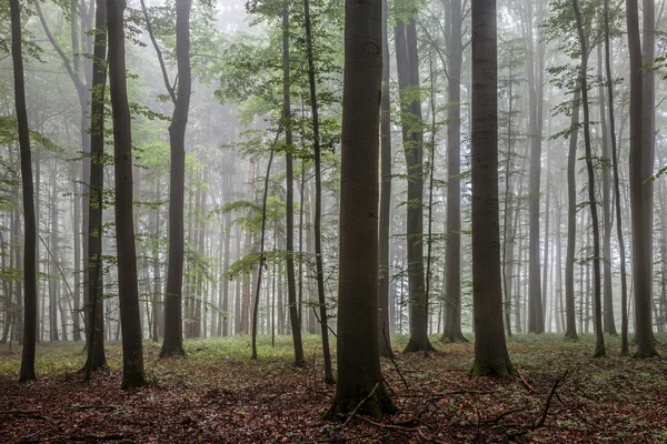 Mgliste letnie Forrest — Zdjęcie stockowe