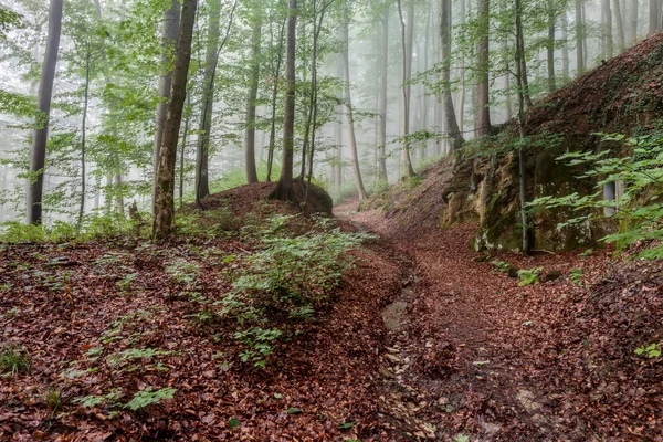 Bosque nebuloso de verano —  Fotos de Stock