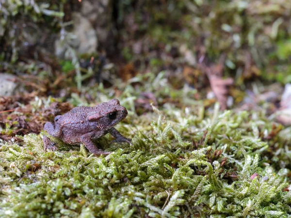 Little Baby Toad — Stock Photo, Image