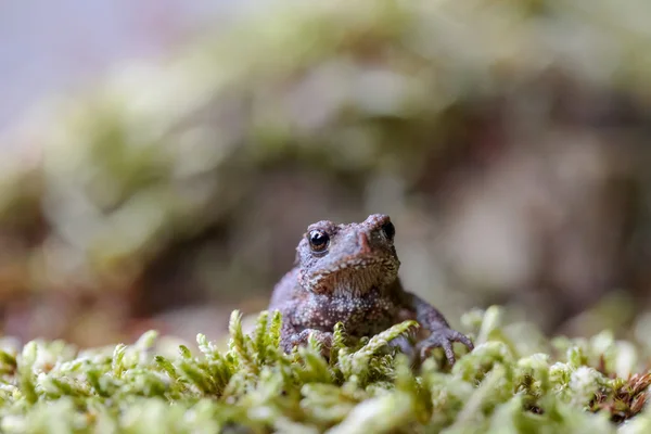 Little Baby Toad — Stock Photo, Image