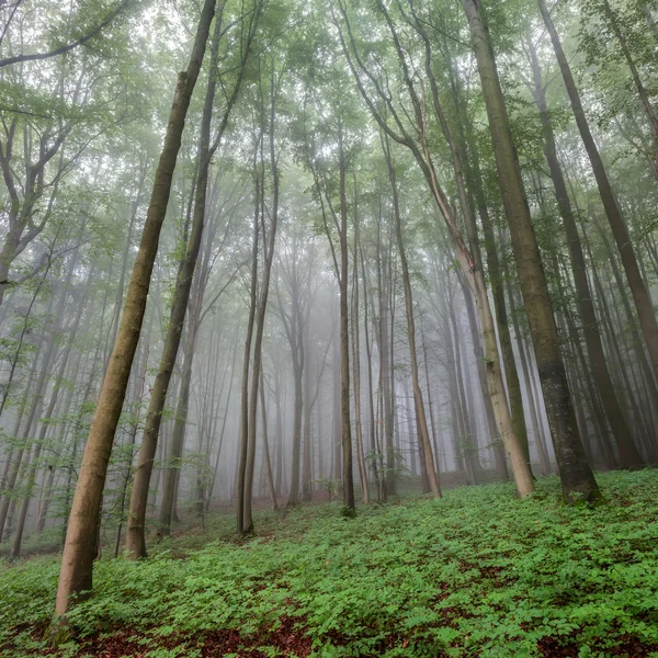 Bosque nebuloso de verano Fotos De Stock Sin Royalties Gratis
