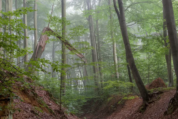 Bosque nebuloso de verano Imagen De Stock