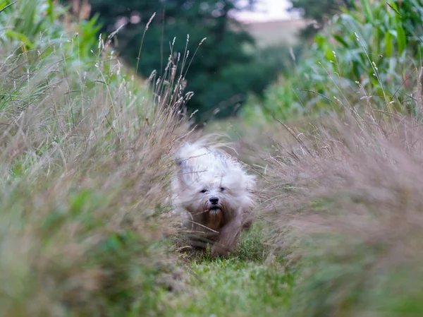 Cão branco Coton de Tulear jogando ao ar livre — Fotografia de Stock
