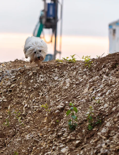 Weißer Hund coton de tulear spielt im Freien lizenzfreie Stockbilder