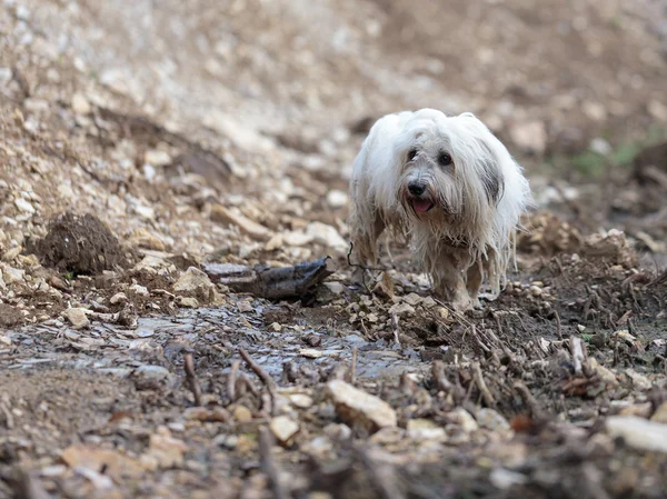 Vit hund Coton de Tulear spela utomhus Stockbild