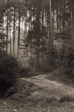 Yapraklara sabah Forrest aracılığıyla