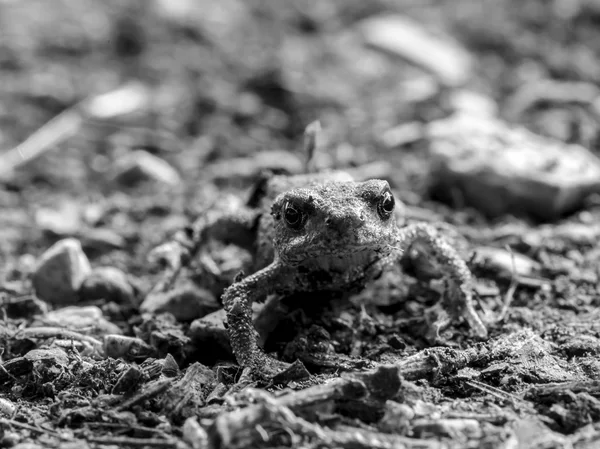 Little Black and White Baby Toad — Stock Photo, Image