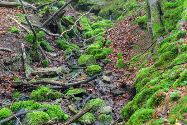 Steigerwald Forrest — Stockfoto