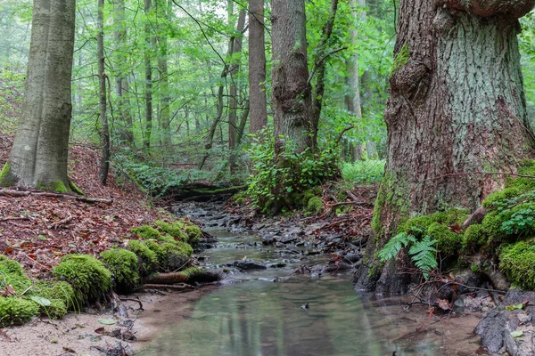 Steigerwald Forrest — Stock fotografie