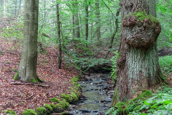 Steigerwald Forrest — Fotografia de Stock