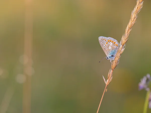 Ażurowy motyl skrzydlaty — Zdjęcie stockowe