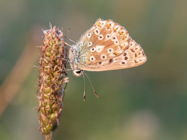 Ażurowy motyl skrzydlaty — Zdjęcie stockowe