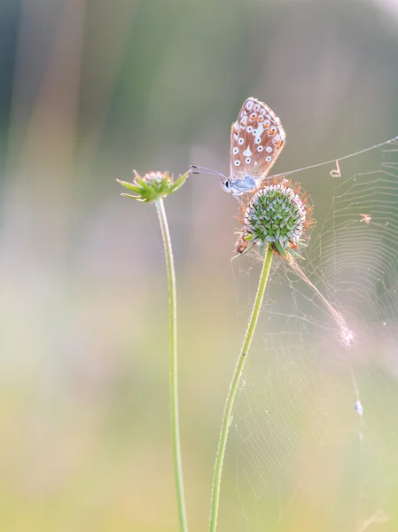 Ragfijne gevleugelde vlinder — Stockfoto