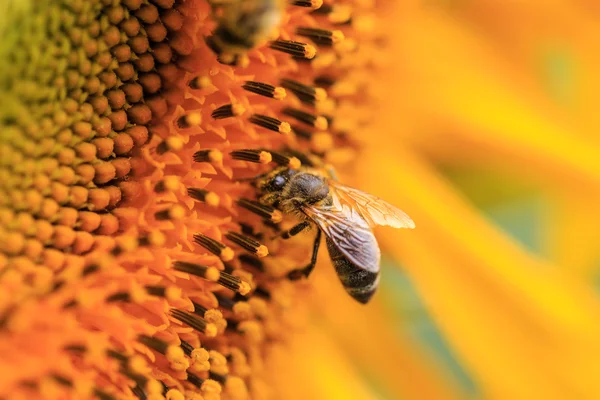 Бджола на соняшнику — стокове фото