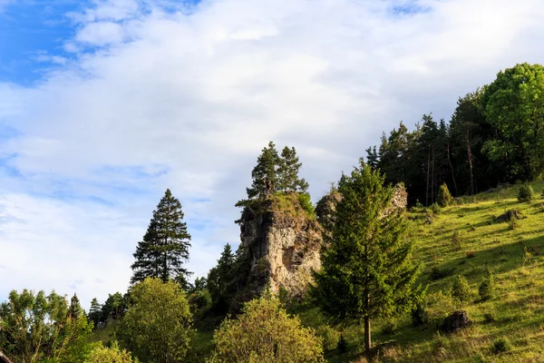 Juniper Slopes in Kleinziegenfeld Valley in Germany — Stock Photo, Image
