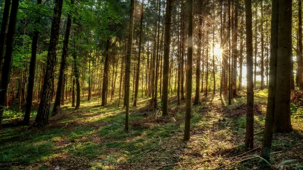 Altweibersommer — Stockfoto