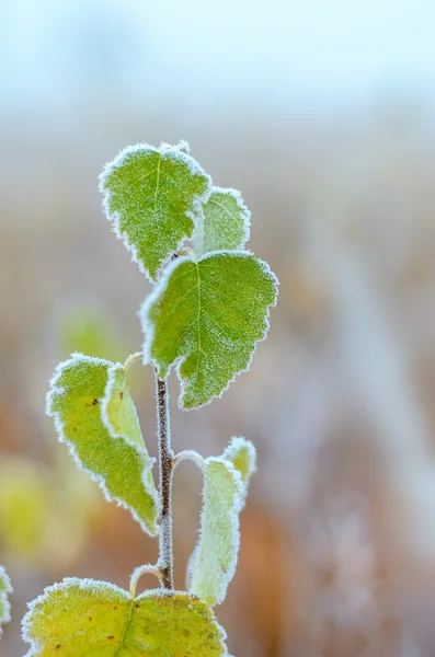 Junger Baum auf dem Frost. — Stockfoto