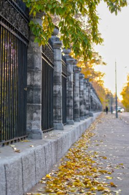 Sarı yaprakları ile mayınları kaldırım.
