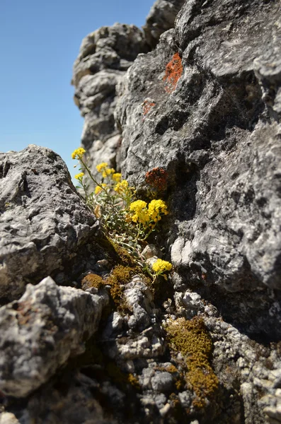 A flor amarela que cresce altamente nas montanhas — Fotografia de Stock