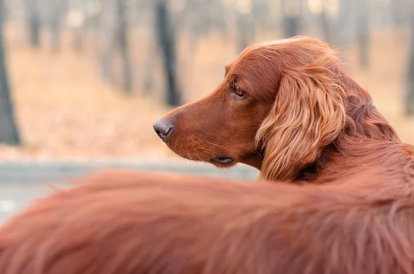 Irrish setter. — Stock Photo, Image