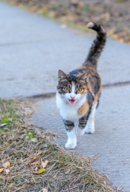 kendi içinde yürüyen kedi.