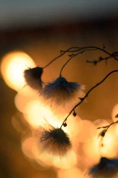 Verwelking van planten. — Stockfoto