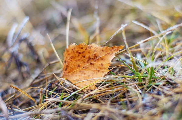Lonely leaf. — Stock Photo, Image